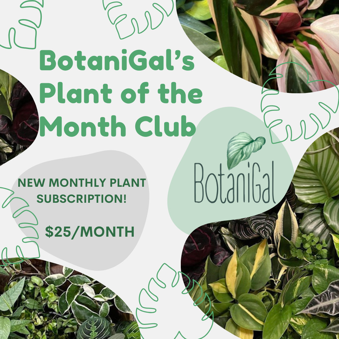 BotaniGal Plant of The Month Club Membership | BotaniGal